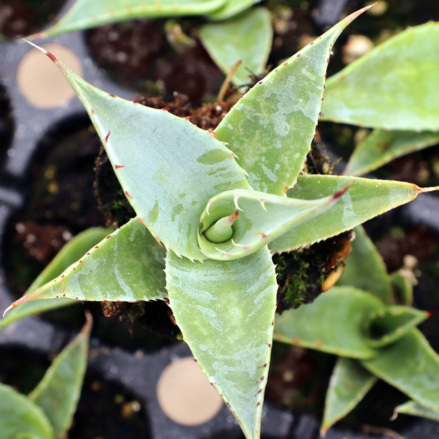 Agave deserti var. simplex [pl-ug] - March