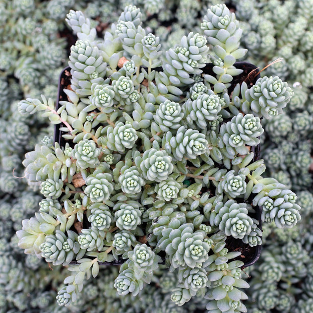 Sedum dasyphyllum 'Himalayan Skies' [large] - March
