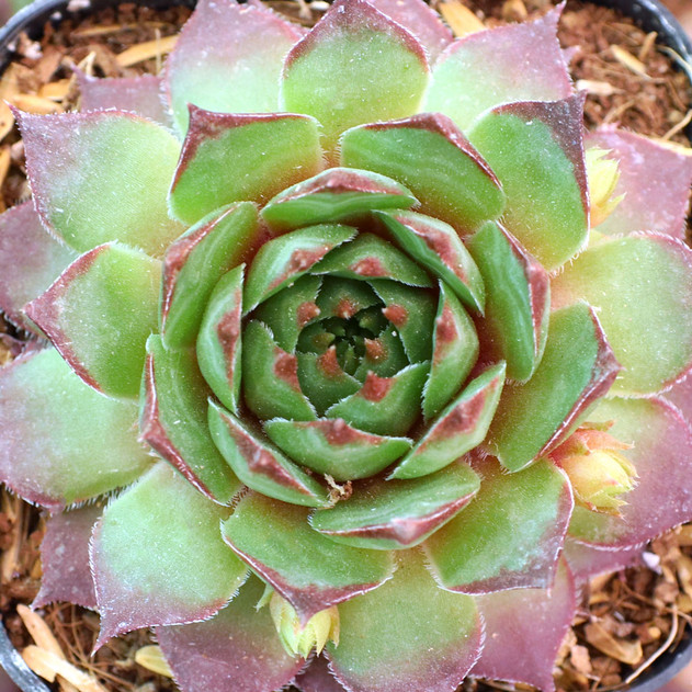 Sempervivum 'Joybelle' - March