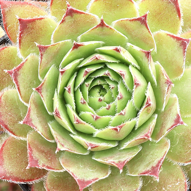 Sempervivum 'Midnight Sun'