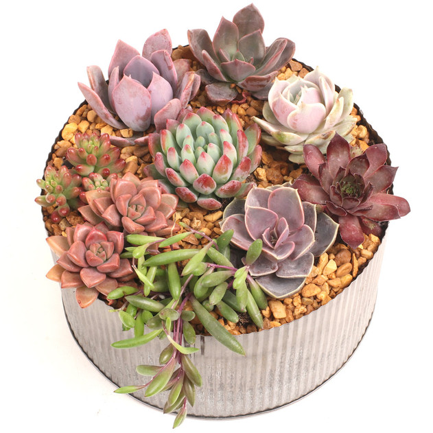 Sweetheart Succulent Pack (6-12 Plants, 2" Pots) - Planted Example