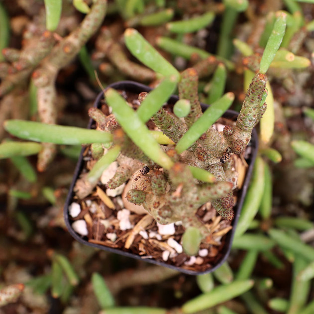 Tylecodon bucholzianus