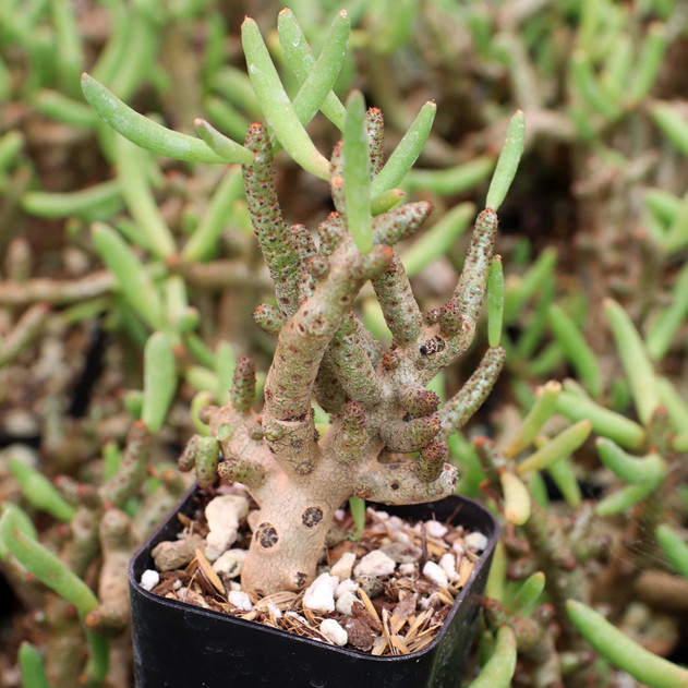 Tylecodon bucholzianus