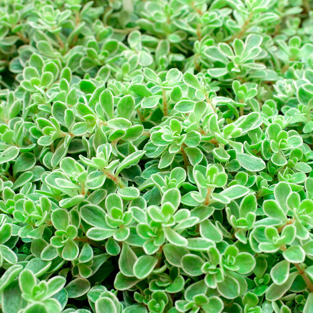 Sedum makinoi 'Variegatum' - Variegated Japanese Stonecrop [large] - April