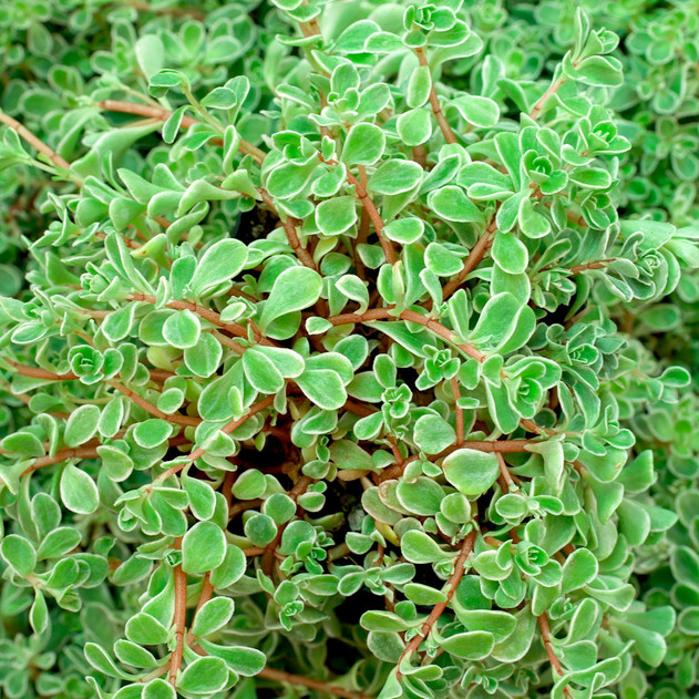 Sedum makinoi 'Variegatum' - Variegated Japanese Stonecrop [large] - April