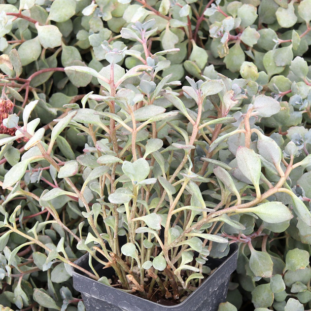 Sedum cauticola 'Lidakense' - Pink Stonecrop