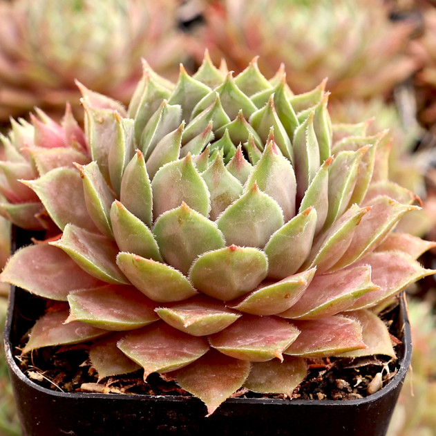 Sempervivum 'Glauca Minor' - July
