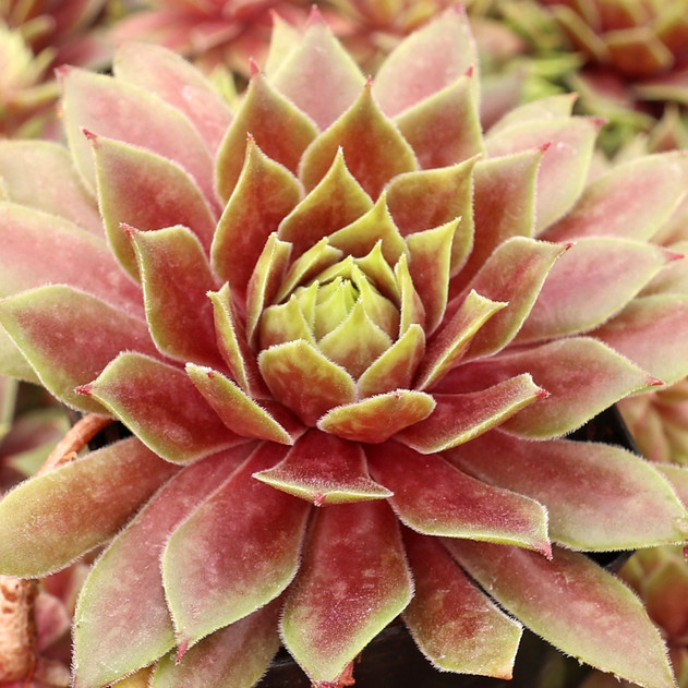 Chick Charms® Lemon Waves™ - August