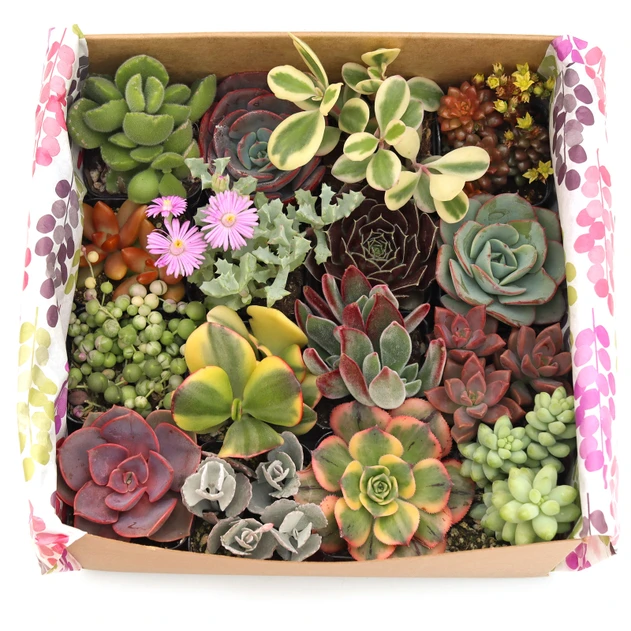 Succulent Mama Gift Box of 16
