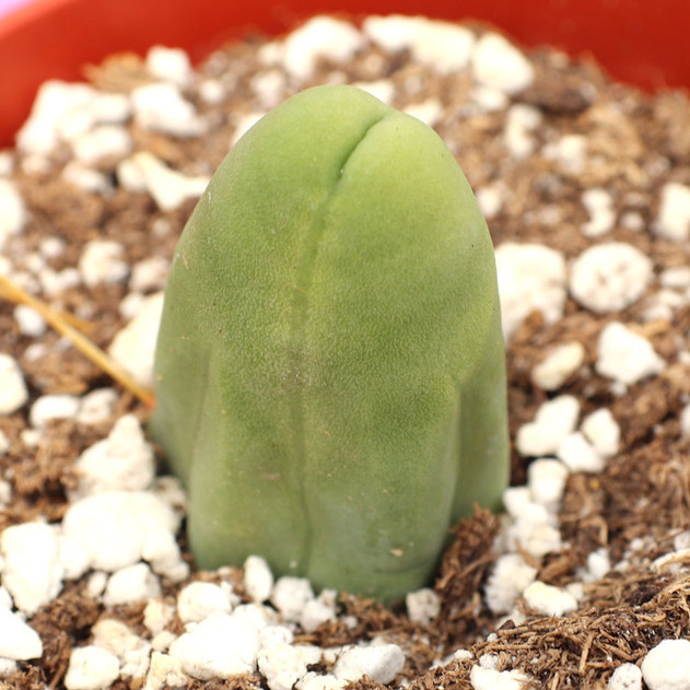 Trichocereus bridgesii - Penis Cactus [bare root]