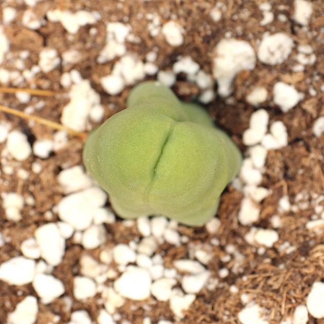 Trichocereus bridgesii - Penis Cactus [bare root]