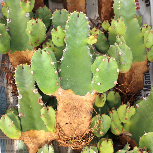 Euphorbia resinifera [bare root] - May