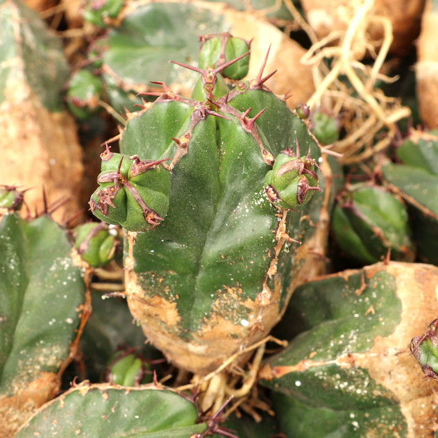 Euphorbia handiensis [bare root] - May