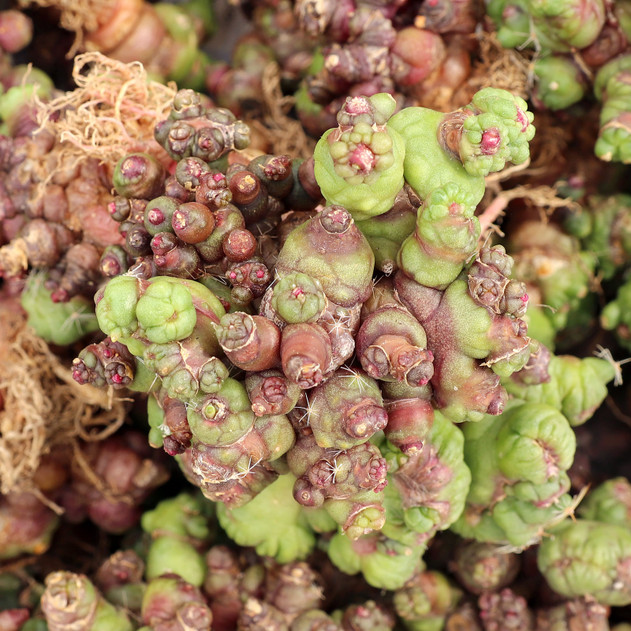 Mammillaria bocasana f. monstruosa 'Fred' [bare root] - May