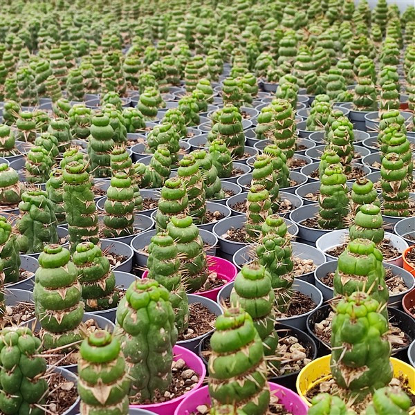 Eulychnia castanea f. spiralis - Unicorn Cactus - Rooted