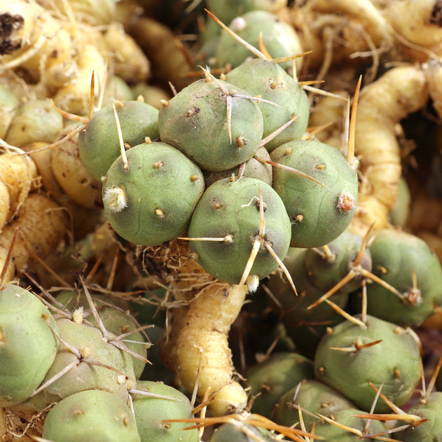 Tephrocactus subterraneus [bare root] - May