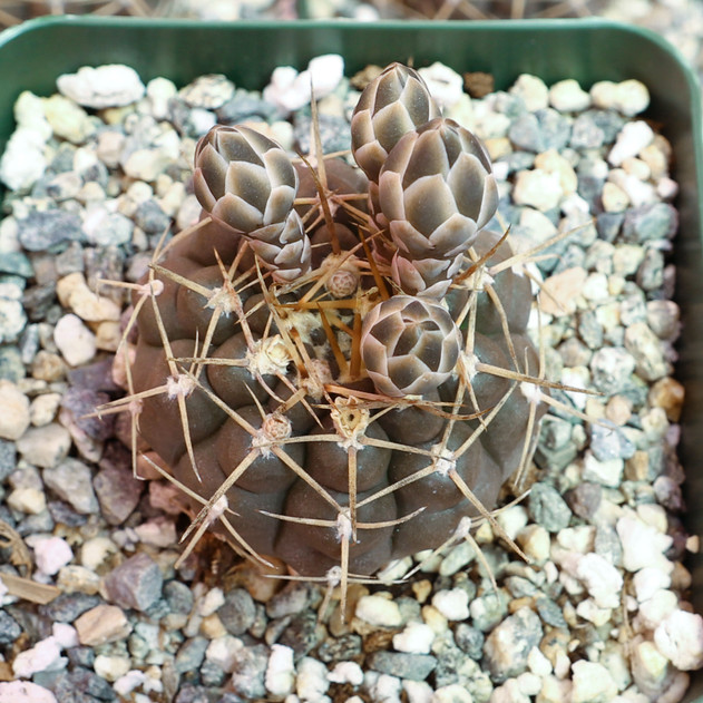 Gymnocalycium schroederianum - May