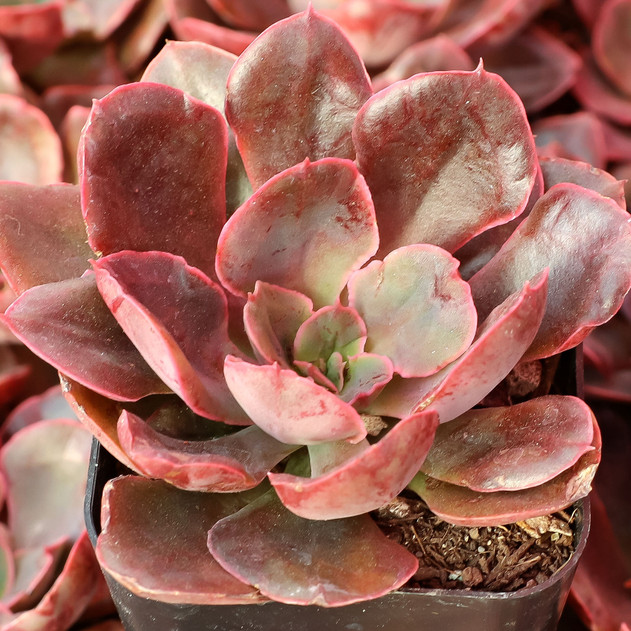 Echeveria 'Painted Frills' - May