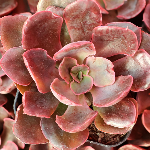 Echeveria 'Painted Frills' - May