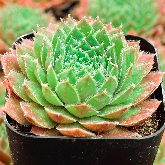 Sempervivum 'Meisse' - May