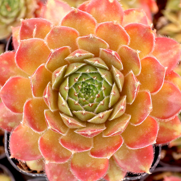 Sempervivum 'Meisse' - July