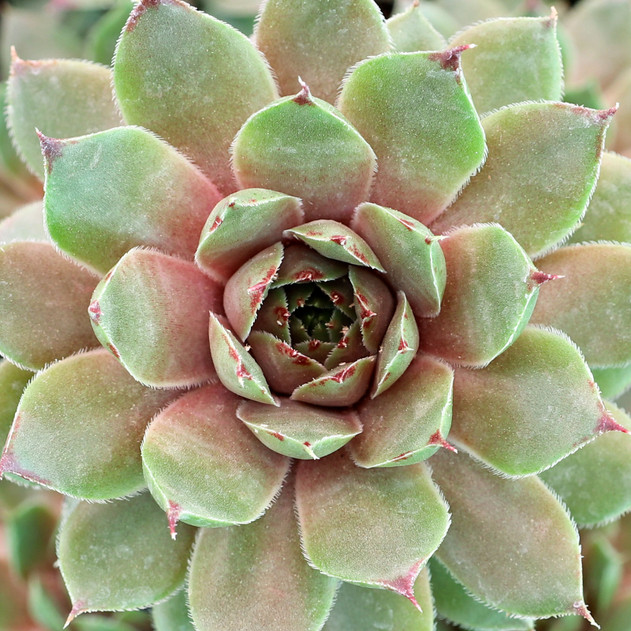 Sempervivum 'Hugo' - May