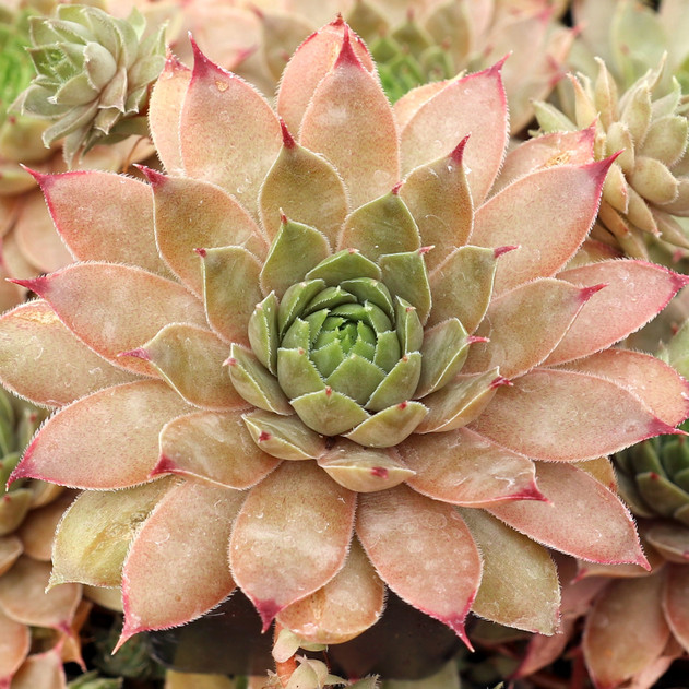 Sempervivum 'Hugo' - August