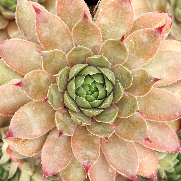 Sempervivum 'Hugo' - August