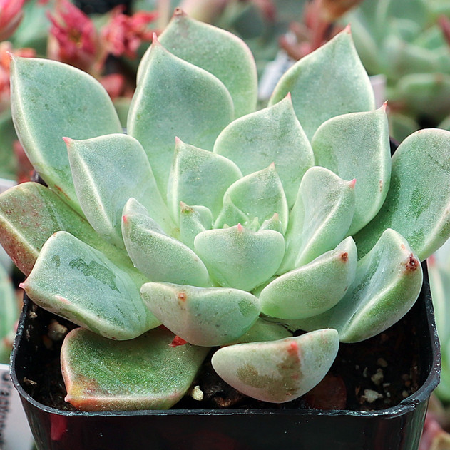 Graptopetalum bellum 'Superstar' - May