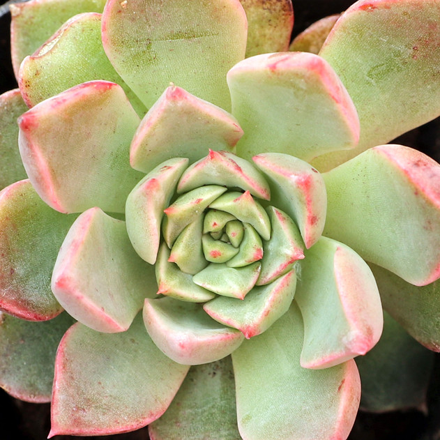 Graptopetalum bellum 'Superstar' - August