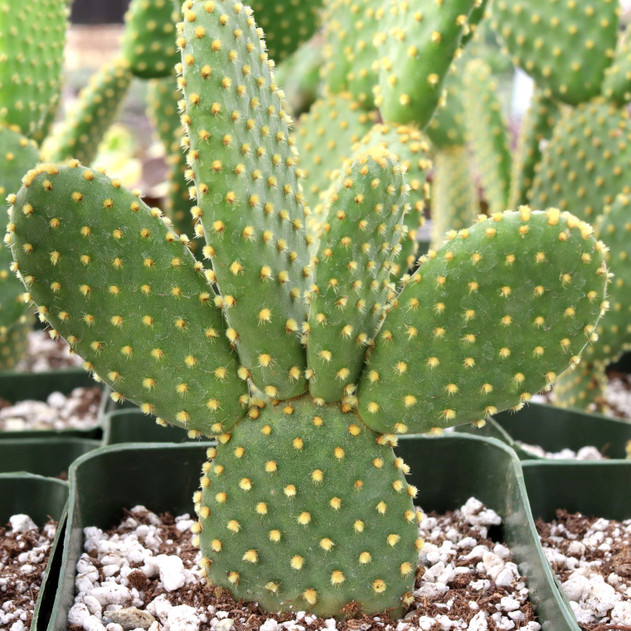 Opuntia microdasys var. pallida 'Bunny Ears' [large] - November