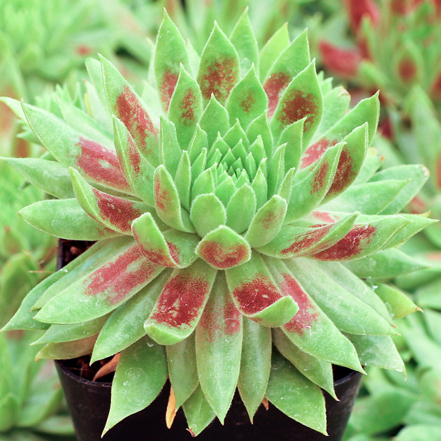 Chick Charms® Mint Chocolate Chip™ - June