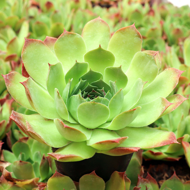 Sempervivum 'Jade' - June