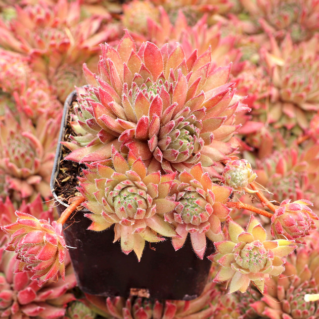 Sempervivum 'Spaghetti Marinara' - June