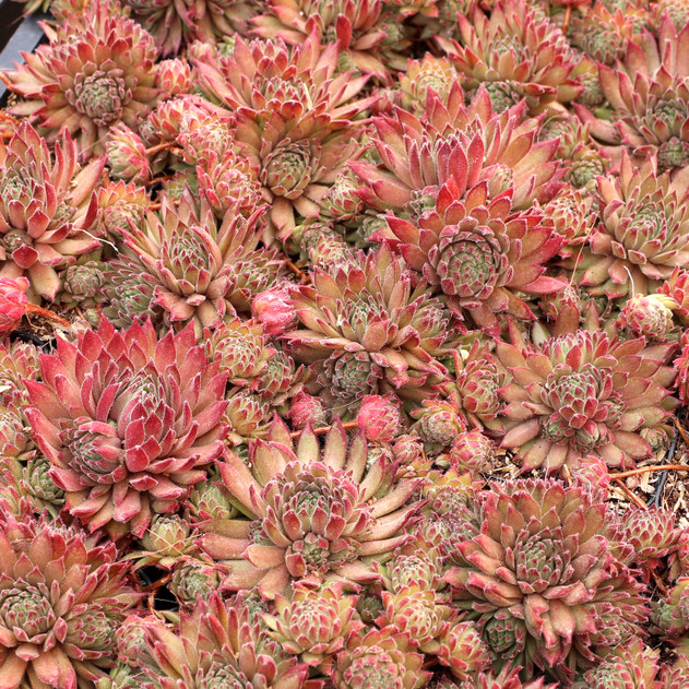 Sempervivum 'Spaghetti Marinara' - June