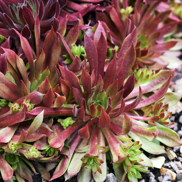 Sempervivum 'Spaghetti Marinara' - Mature