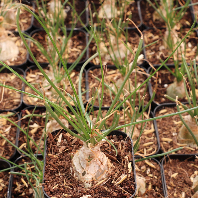 Albuca humilis - June