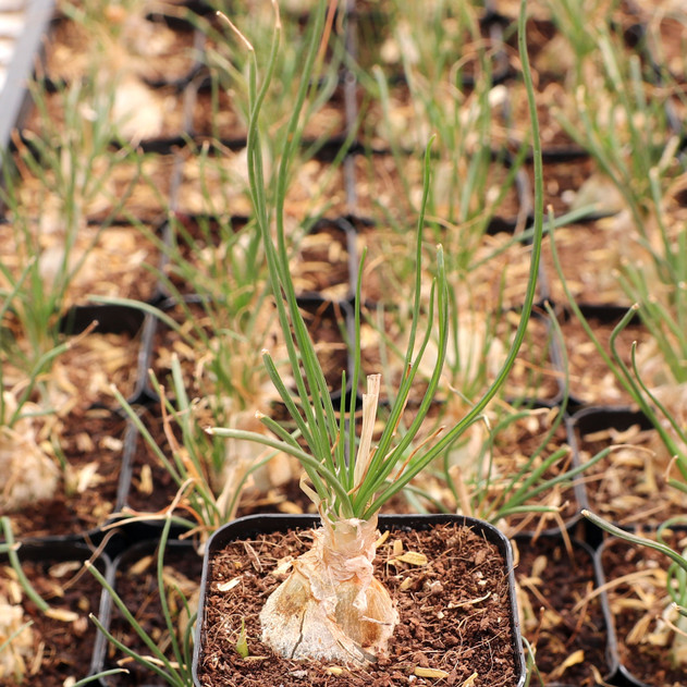 Albuca humilis - June