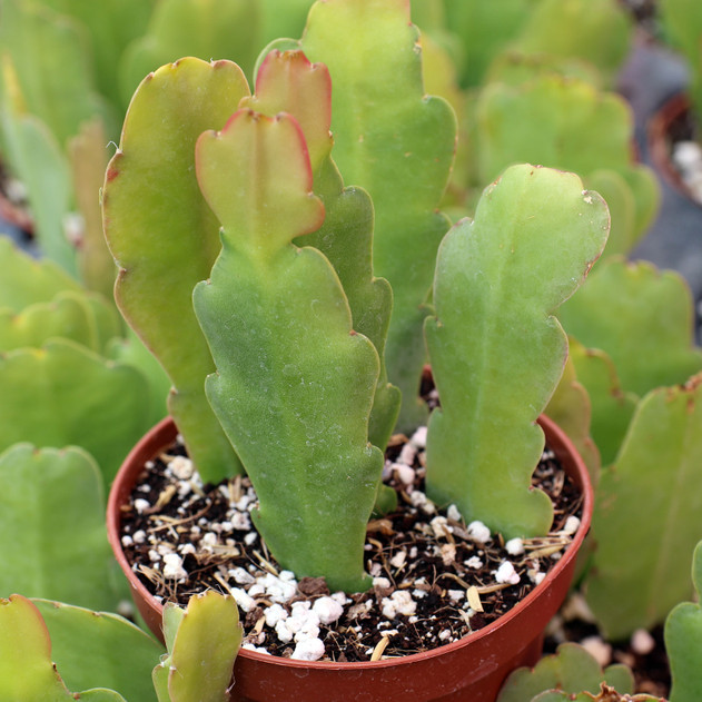 Epiphyllum 'London Emerald' [large] - June