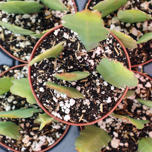 Epiphyllum 'London Emerald' [large] - June