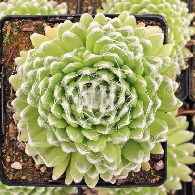 Sempervivum 'Pfalzer Nebel' [large]