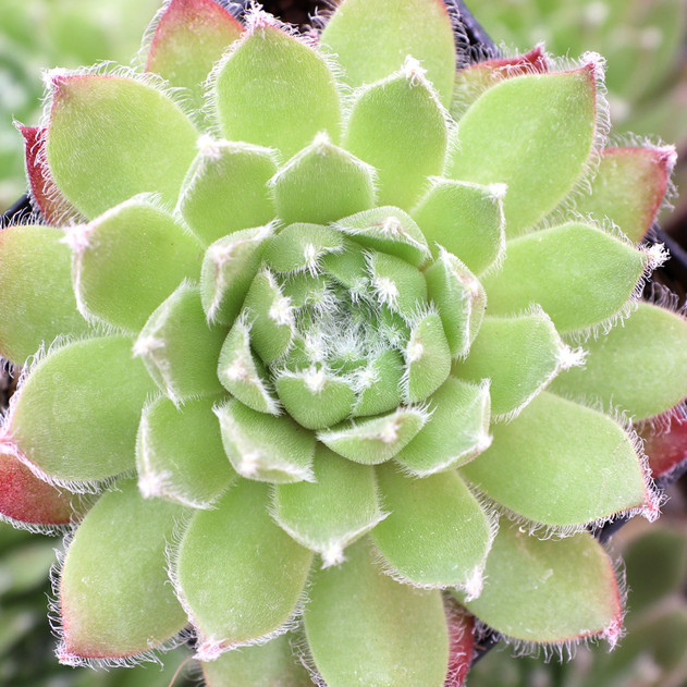 Sempervivum 'Silver Dainty'