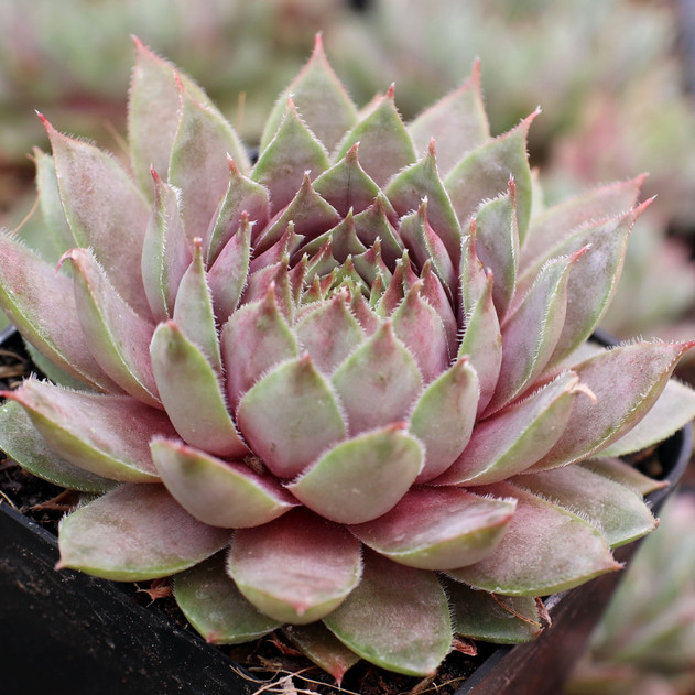 Sempervivum 'Grey Ghost' - June