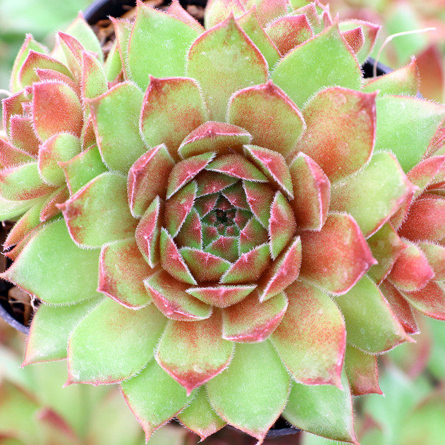 Sempervivum 'Casa' - June