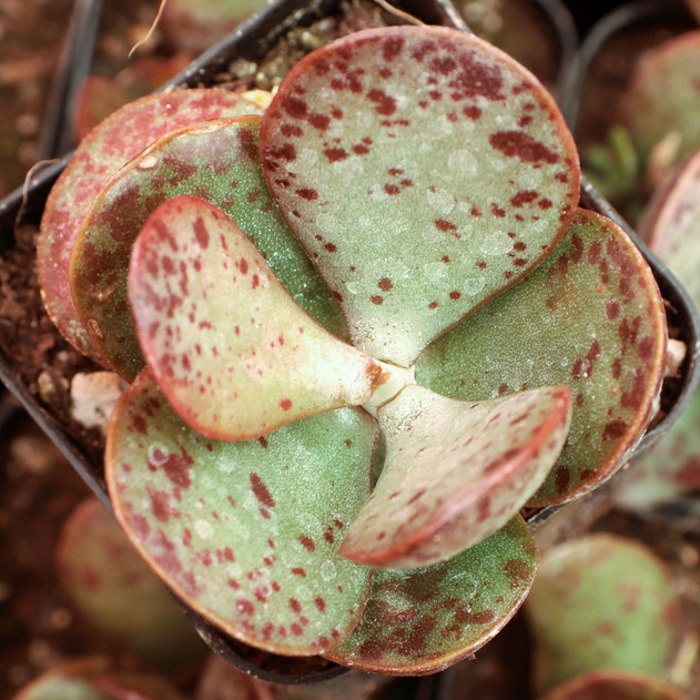 Adromischus trigynus - June