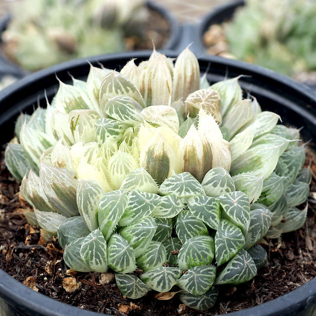 Haworthia cooperi f. variegata [extra large]