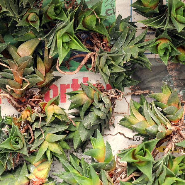 Haworthiopsis viscosa