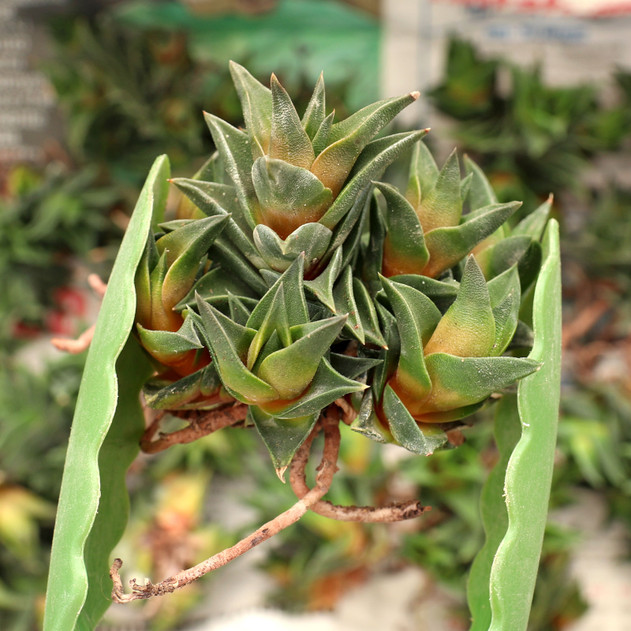 Haworthiopsis viscosa