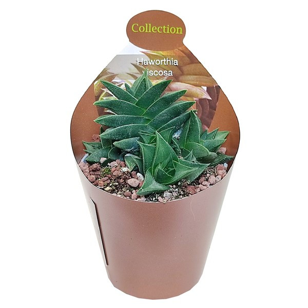 Haworthiopsis viscosa - Rooted