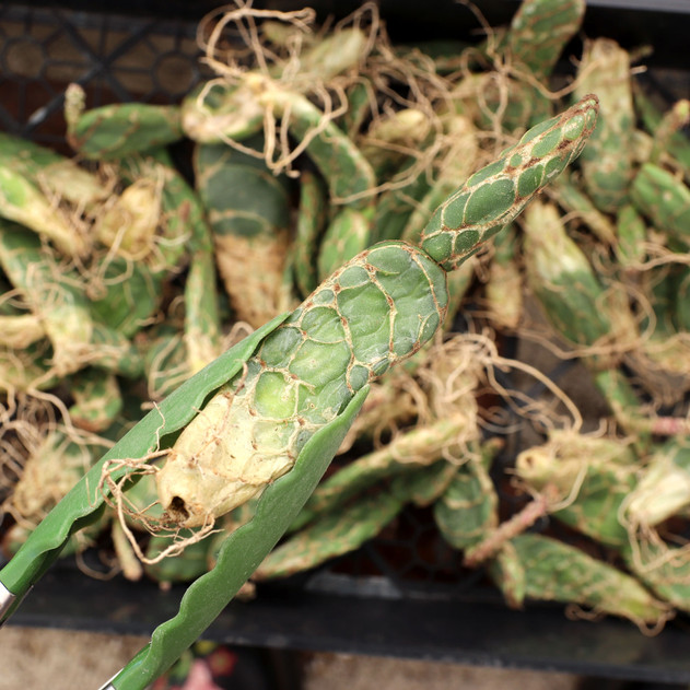 Opuntia tuna 'Cobra' [bare root]
